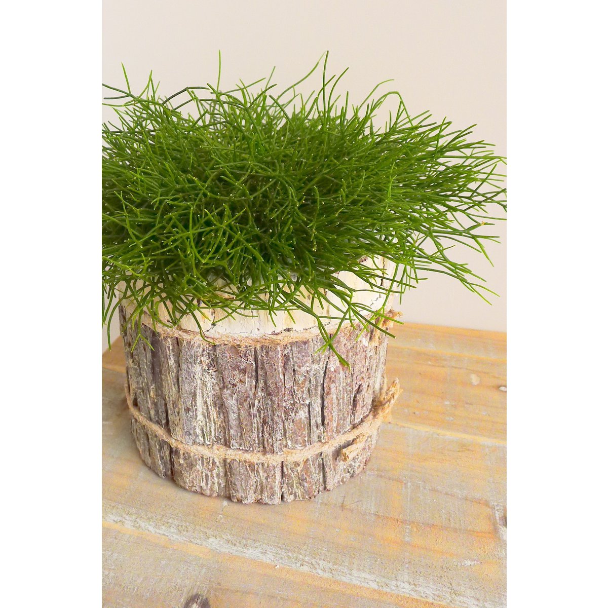 pot bark cyl white set/2